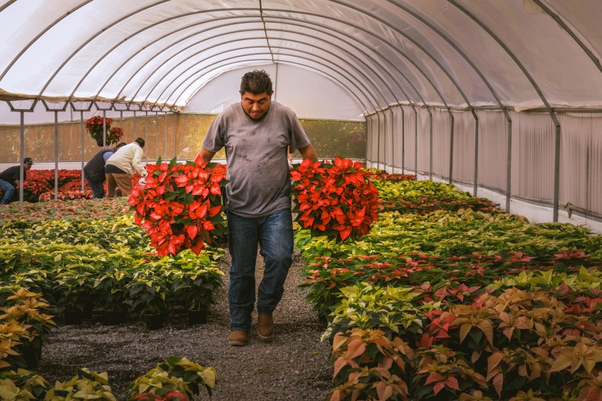 Cuernavaca impulsa producción  local de flores de las nochebuena