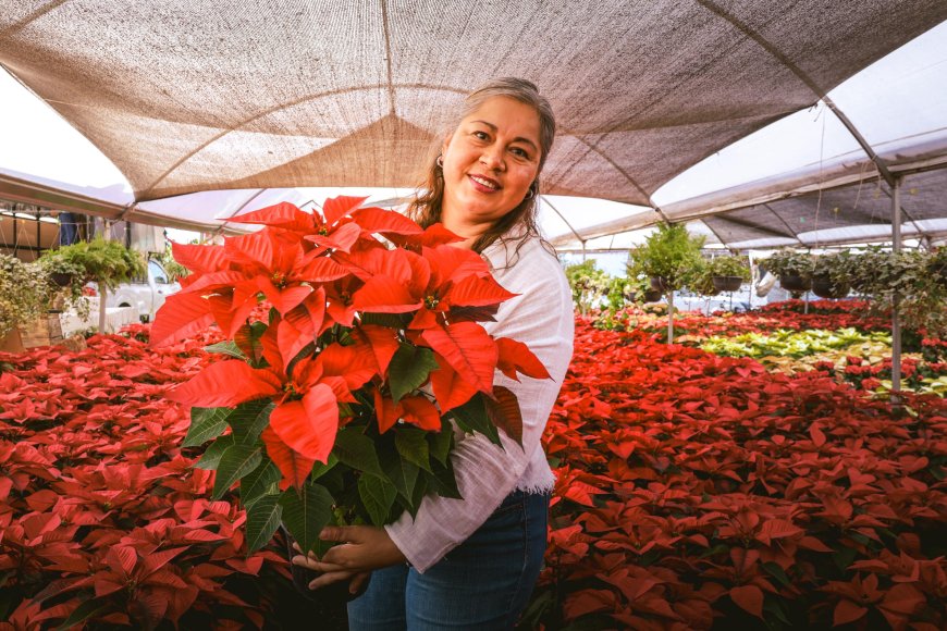Cuernavaca impulsa producción  local de flores de las nochebuena