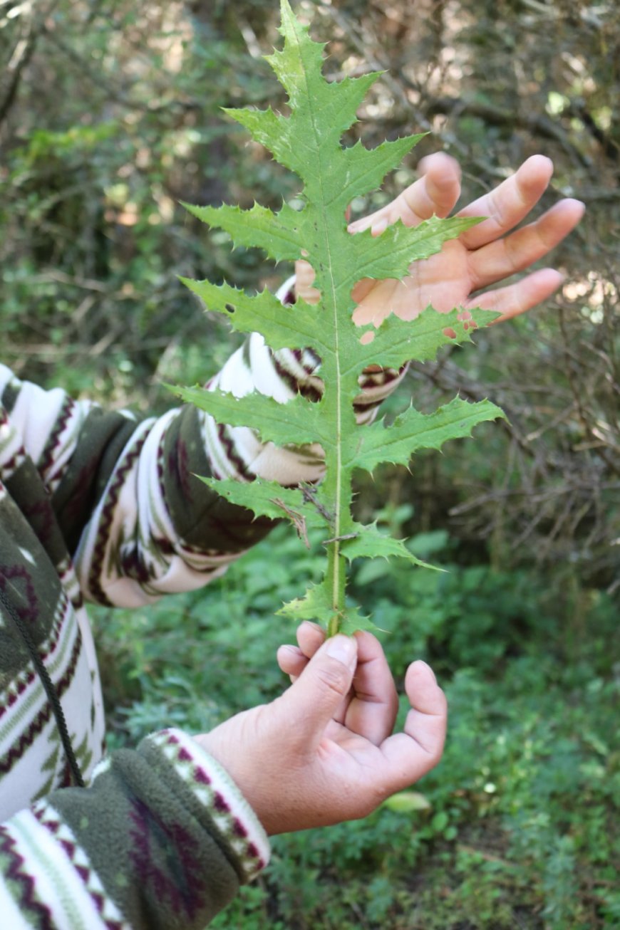 Se promueven los saberes  ancestrales de la herbolaria