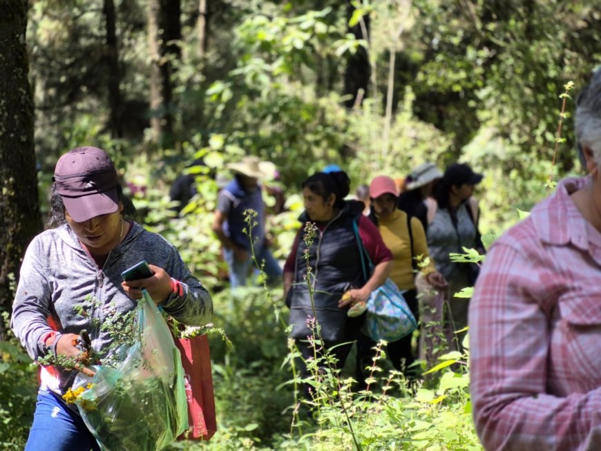 Se promueven los saberes  ancestrales de la herbolaria