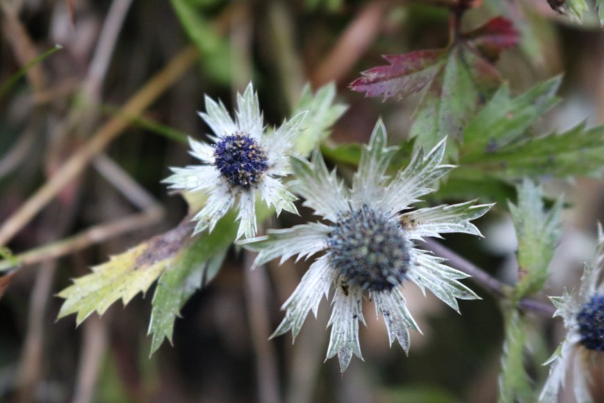 Se promueven los saberes  ancestrales de la herbolaria