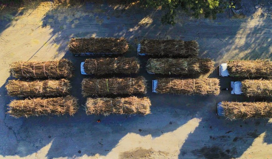 Un nuevo capítulo en la tradición  cañera en Morelos con zafra 2025