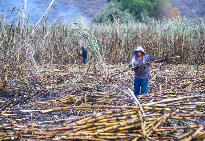 Un nuevo capítulo en la tradición  cañera en Morelos con zafra 2025