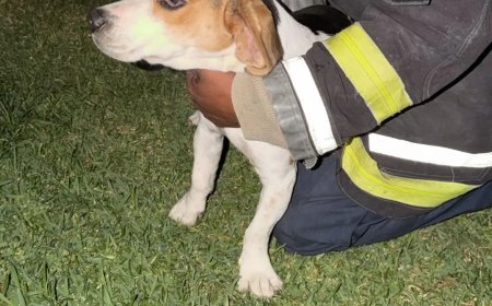 Bomberos le salvan la vida  a un perrito de Cuernavaca