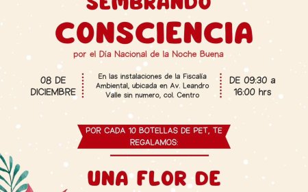 Regalarán nochebuenas a cambio de botellas de pet