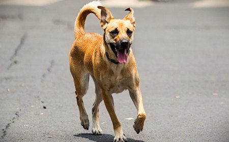 Impulsa la FDyCS nueva Ley  Estatal de Bienestar Animal