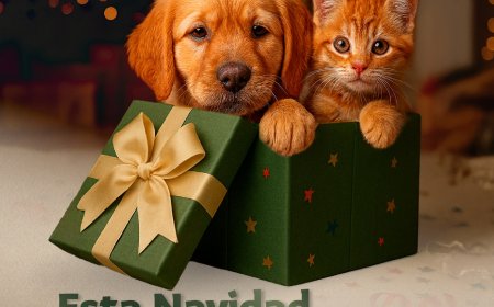 Las mascotas no son regalo de  Navidad; piden no incurrir en ello