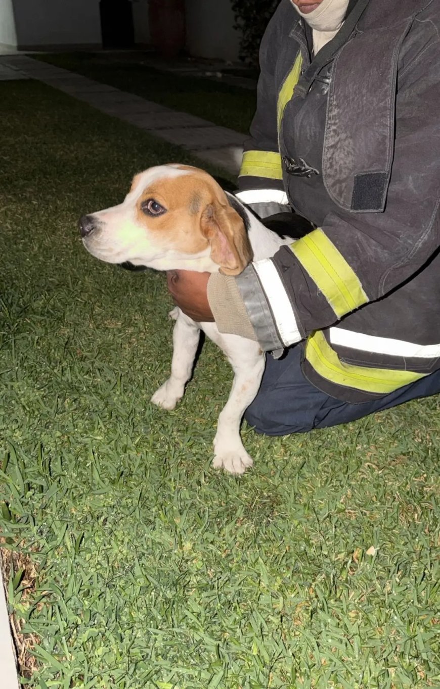 Bomberos le salvan la vida  a un perrito de Cuernavaca