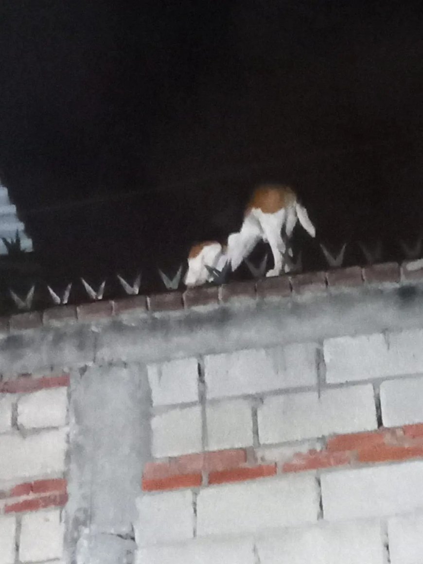 Bomberos le salvan la vida  a un perrito de Cuernavaca