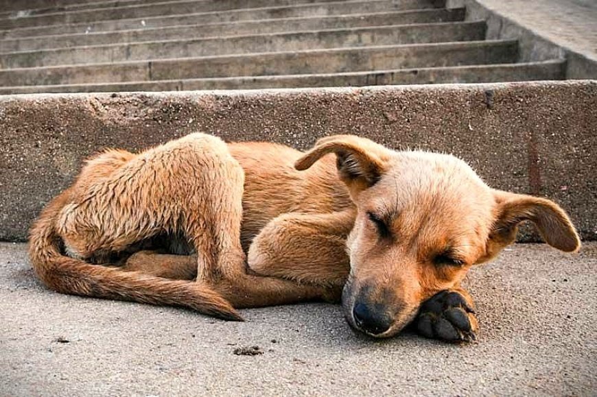 Impulsa la FDyCS nueva Ley  Estatal de Bienestar Animal