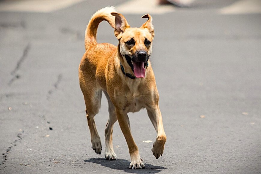 Impulsa la FDyCS nueva Ley  Estatal de Bienestar Animal