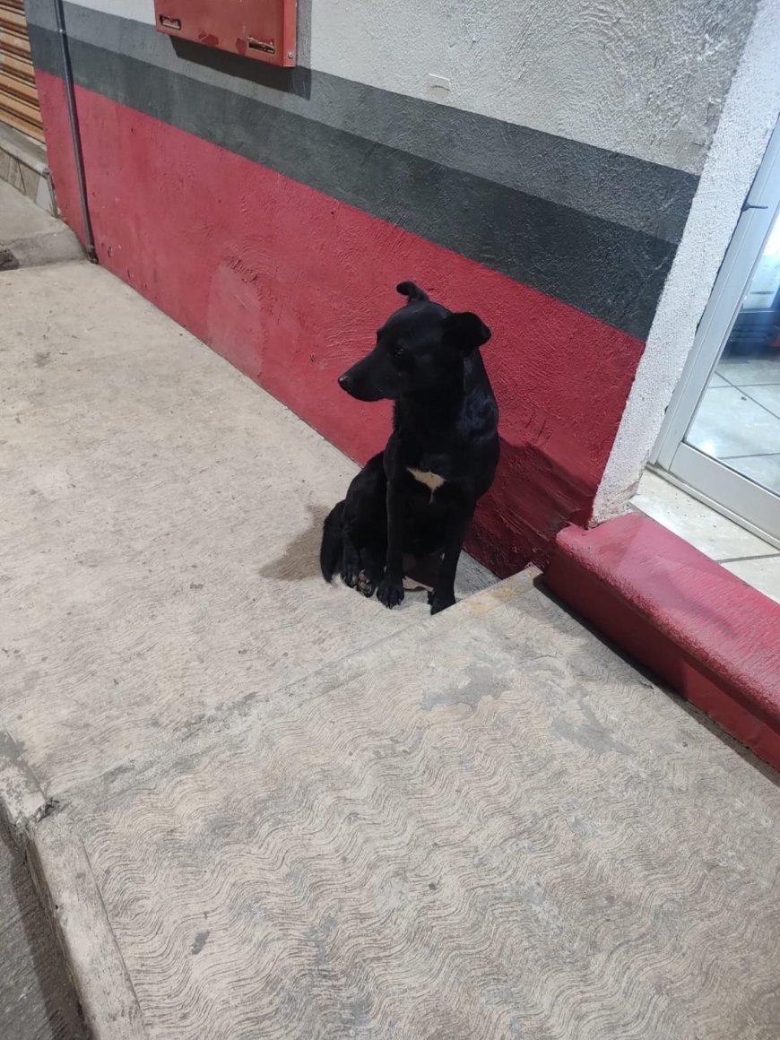 Impulsa la FDyCS nueva Ley  Estatal de Bienestar Animal