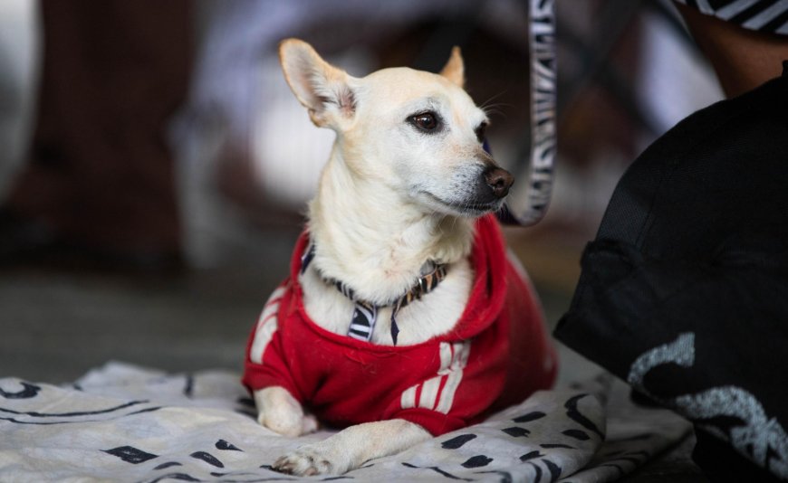 Las mascotas no son regalo de  Navidad; piden no incurrir en ello