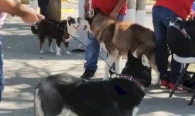 Insisten vendedores de perros; montan protesta acompañados de ejemplares