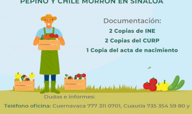 Ofrecen trabajo agrícola en Sinaloa; hasta $440 diarios