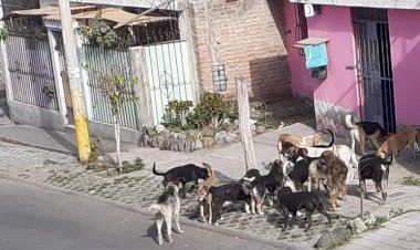 Se incrementaron abandono  y agresiones contra mascotas
