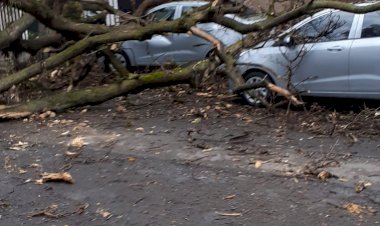 Árboles caídos provocan las lluvias en Cuernavaca