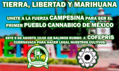 Pretenden que Coprisem autorice siembra y comercialización de cannabis