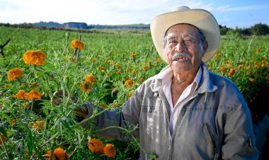En Morelos se impulsa la producción  de cempasúchil; en 2020, 6 millones