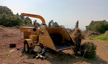 Hay nuevos centros para acopio de árboles navideños
