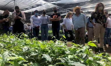 En Jojutla inició tercera etapa de Sembrando Vida