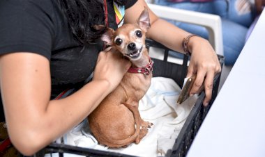 En Jojutla, 53 esterilizaciones caninas y felinas de bajo costo
