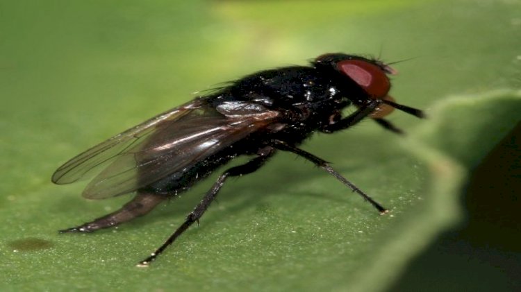 Logran controlar a la «mosca  prieta» que ataca a los cítricos