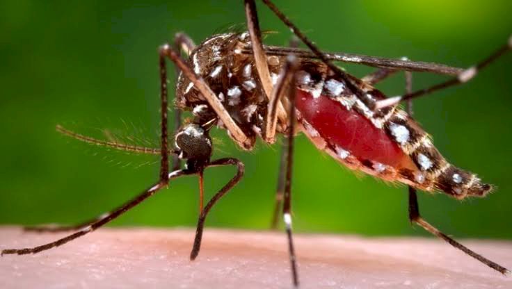 Aumenta el zika; ya acapara Morelos al 30 por ciento de enfermos del país