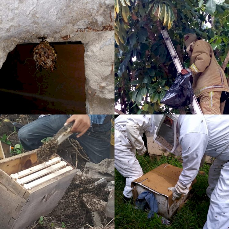 Protección Civil exhorta a la población a no atacar los enjambres de abejas  