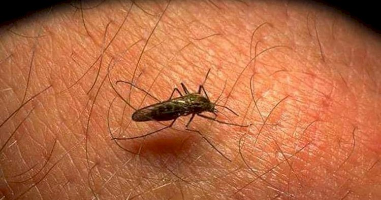 Se redujeron hasta 70 por ciento casos de  dengue en la heroica: Anrubio