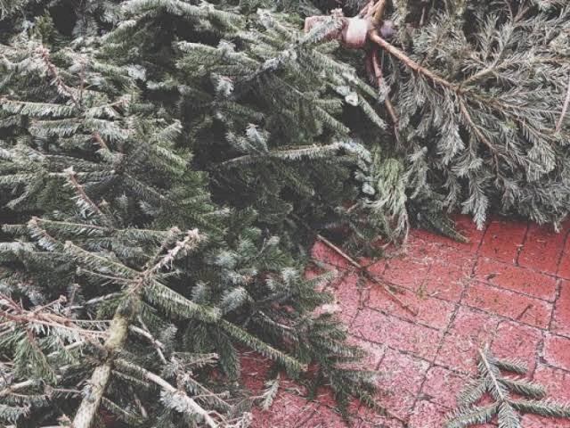 ¿Quieres deshacerte del árbol navideño natural? Aquí, la solución