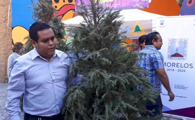 Inicia reciclaje de árboles  de navidad 2020