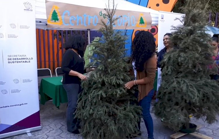 Inicia reciclaje de árboles  de navidad 2020