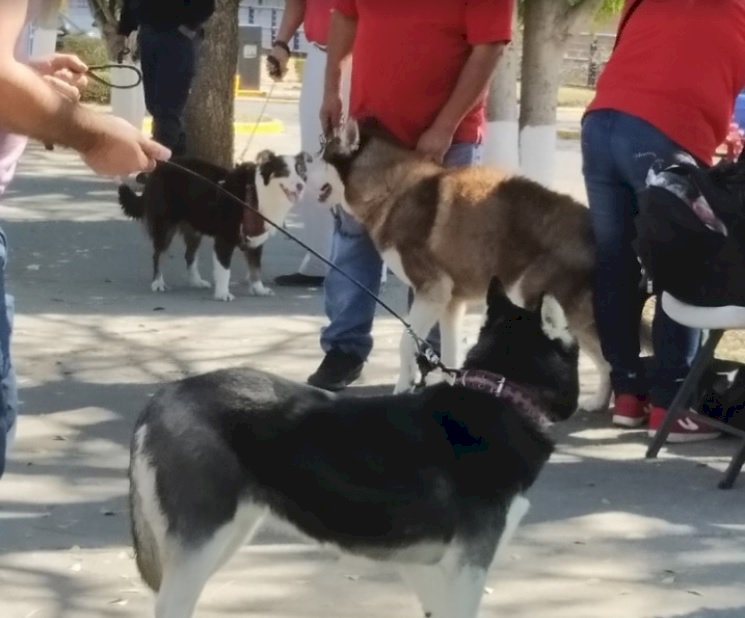 Insisten vendedores de perros; montan protesta acompañados de ejemplares