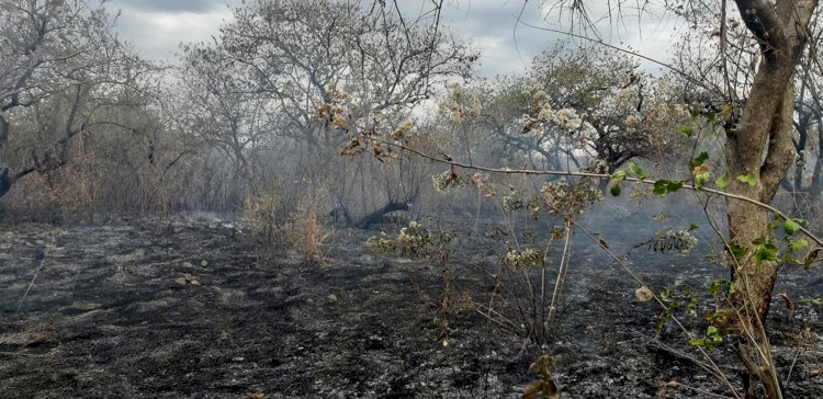 Continúan incendios en Tepoztlán y  en otras partes del estado de Morelos