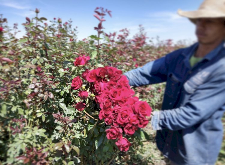 Morelos, segundo productor  nacional de rosas: Sedagro