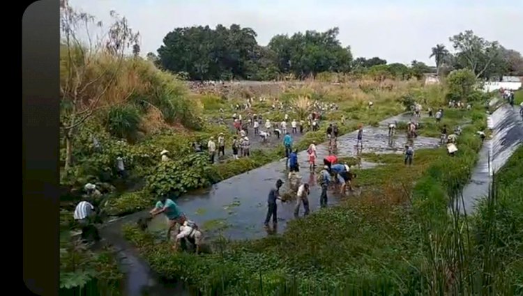 Campesinos de Asurco limpian de  berro márgenes del río Cuautla