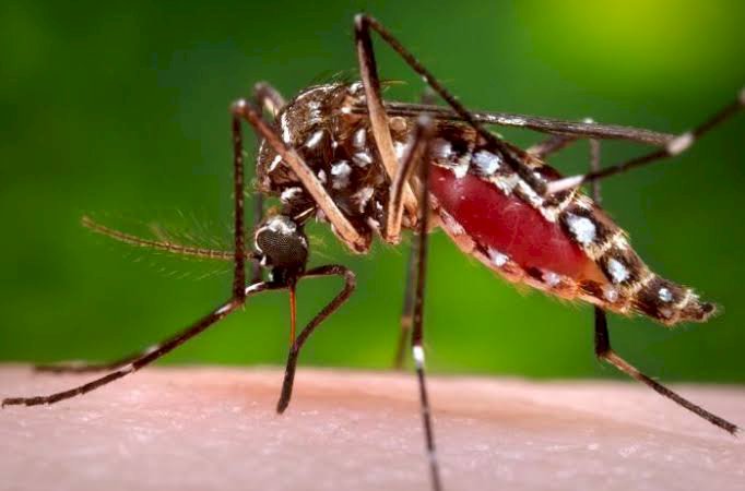 Veloz y silencioso, el dengue se triplica y complica panorama