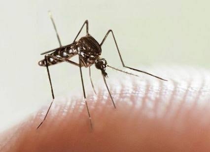 No se detiene el avance exponencial del dengue en Morelos