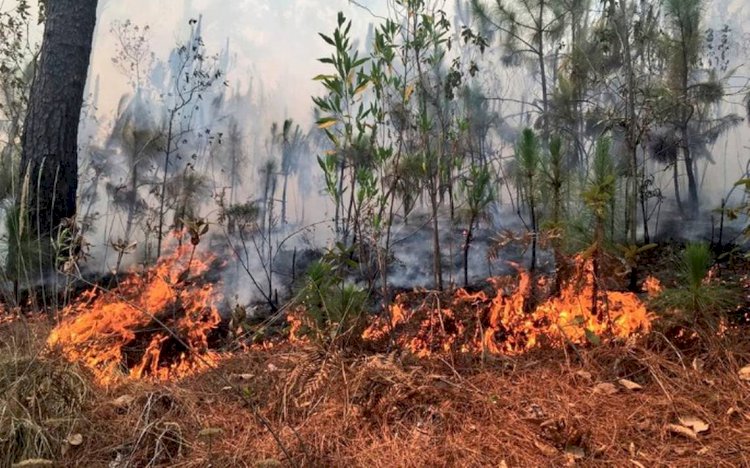 Aumentan 94 incendios  crisis de covid-19: INSP