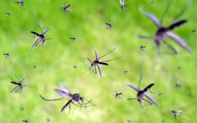 Inicia programa de abate para  combatir mosco Aedes Aegypti