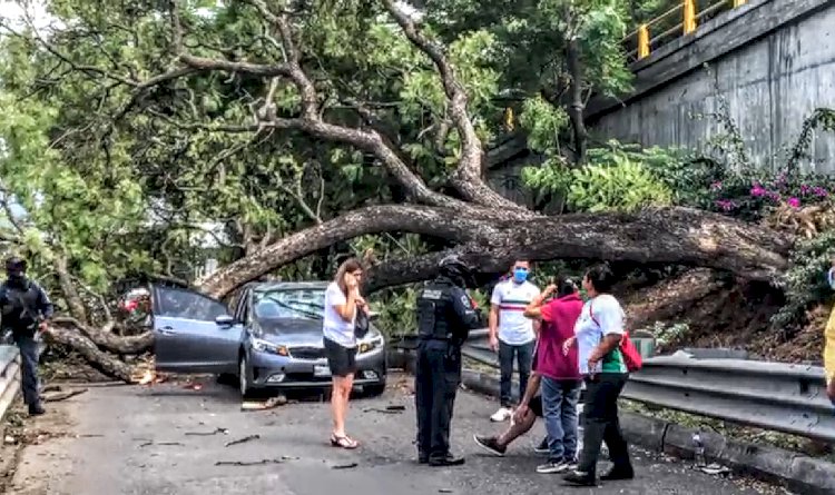 Cuerpos de apoyo auxiliaron tras caída de árbol en auto
