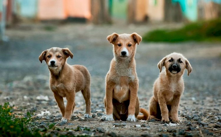 Promoverá Cuernavaca la adopción  de distintos animales abandonados