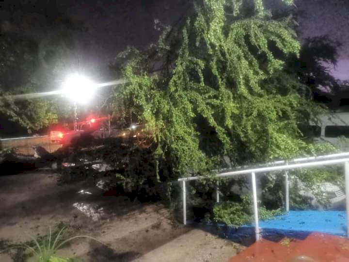 Árbol cae sobre un auto en Cuautla por fuerte lluvia