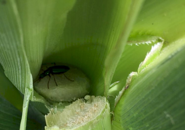Detectan nueva plaga que afecta a plantíos de maíz