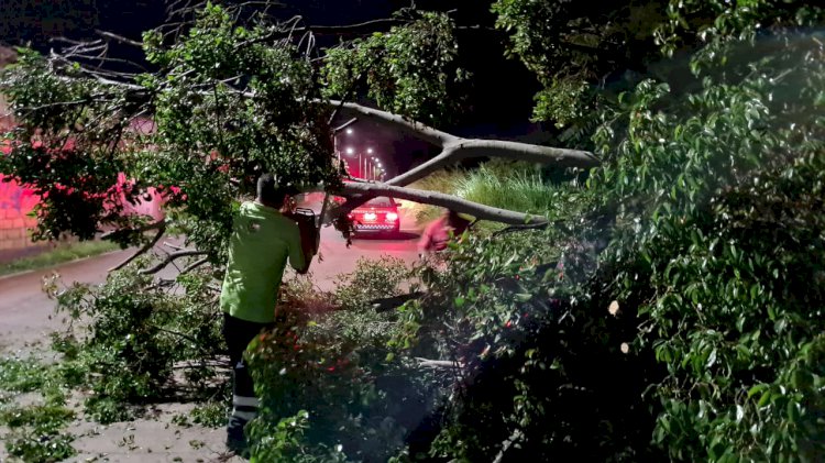 Al menos 9 árboles caídos en yautepec por vientos y lluvia