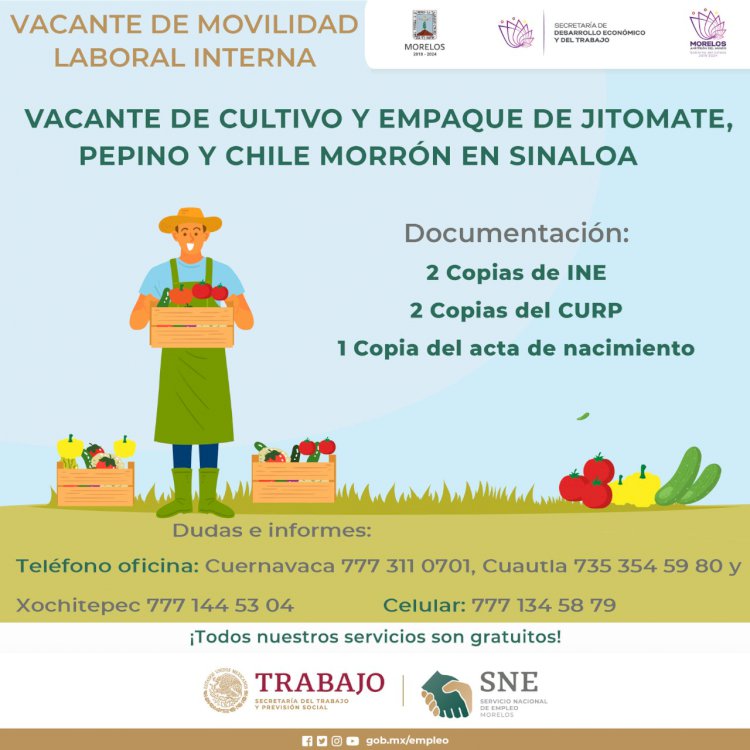 Ofrecen trabajo agrícola en Sinaloa; hasta $440 diarios