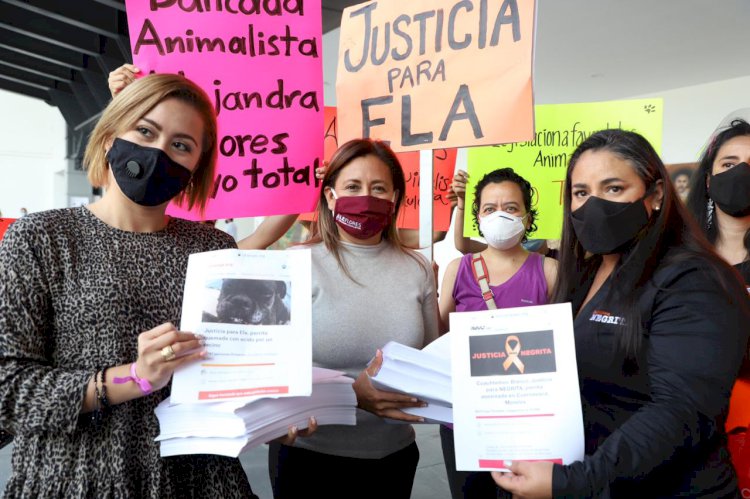 Proponen tipificar como delito el  maltrato y crueldad animal en Morelos