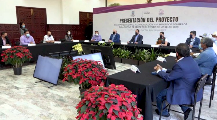 Otorga gobierno de Cuauhtémoc Blanco incentivo económico a productores de arroz