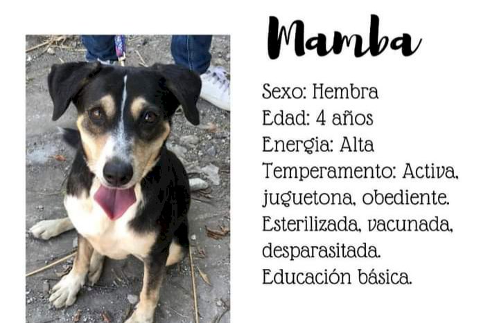 Cuernavaca mantiene campaña permanente de adopción de mascotas